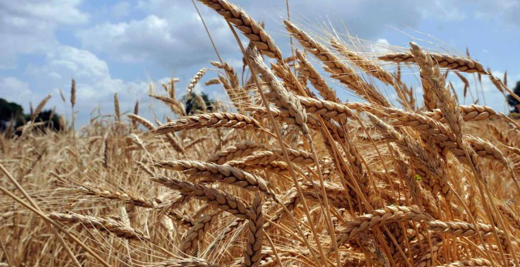 azienda_agricola_sezione