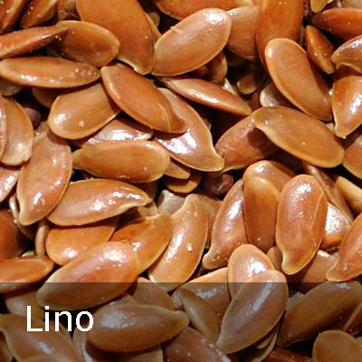 lino_banner