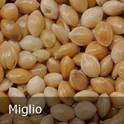 miglio_banner