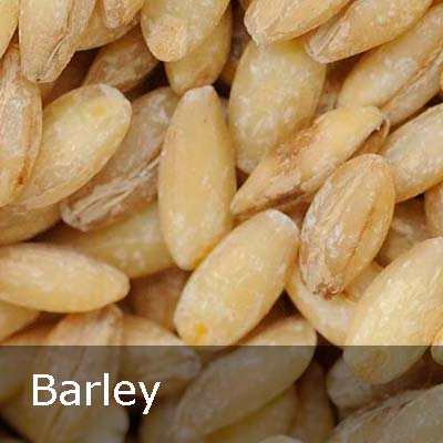 barley