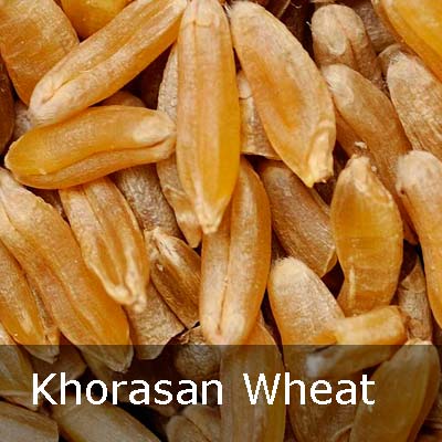 khorasan_wheat