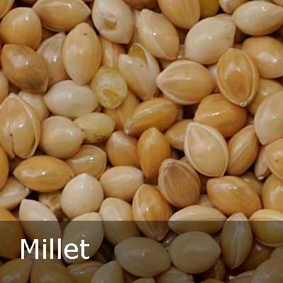 millet