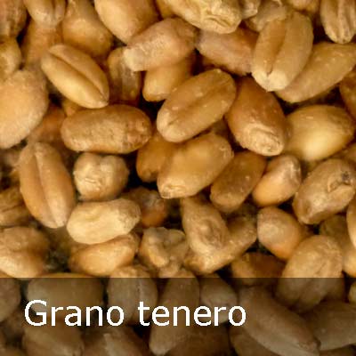 grano_tenero_ITA