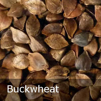 Buckwheat_eng
