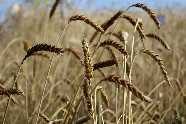 Foto di Grani antichi biologici