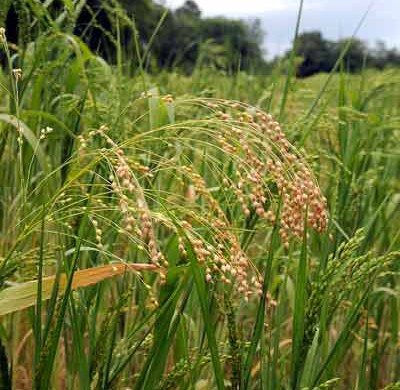miglio_spiga