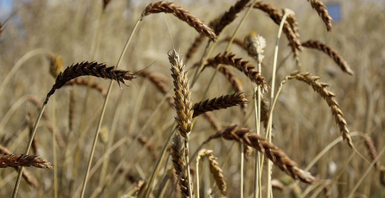 Foto di Grani antichi biologici