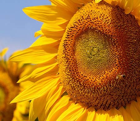 foto di un girasole con un ape